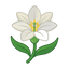 Leichte Tuberose