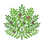 Lentisco