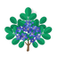 Lignum Vitae