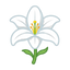 Lilyflore®