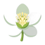 Litschiblüte