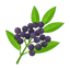 Litsea Cubeba