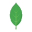 Lorbeerblatt