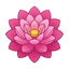 Lotusblume