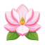 Magnolie