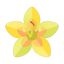 Mango Flower