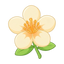 Mangoblüte