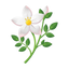 Marokkanischer Jasmin