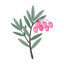 Meeresrosmarin