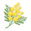Mimose Absolue