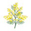 Mimose