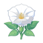Mondblume