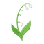 Muguet (Maiglöckchen)