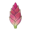 Myoga (japanischer Ingwer)