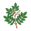 Myroswelia Balsam