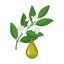 Myrtenessenz