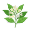Nachtjasmin