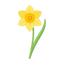 Narzisse