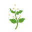 Natürlicher ägyptischer Jasmin