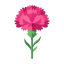 Nelkenblüte