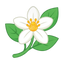 Neroli-Akkord