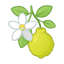 Neroli & bergamot