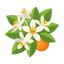 Neroli Bigarade