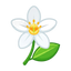 Neroli