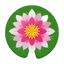 Nymphaea (Seerose)