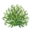 Oak Moss