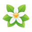 Orange Flower Absolute