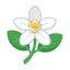 Orangeblüte