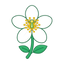 Orangenblume