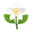 Orangenblüte aus Nordafrika