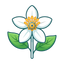 Orangenblüte Marokko