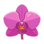 Orchidee