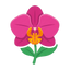 Orchideen
