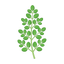 Oregano