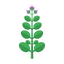 Origano