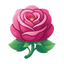 ORPUR Rosen Absolue aus der Türkei