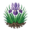 Orris Vetiver
