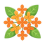 Osmanthus Delaire