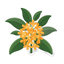 Osmanthus (duftender Öl-baum)