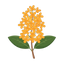Osmanthus