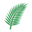 Palmwedel