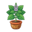 Patchouli aus Sulawesi