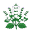 Patchouli-Blüten