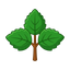 Patchouli Indonesien