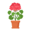 Pelargonie