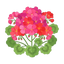 Pelargonium